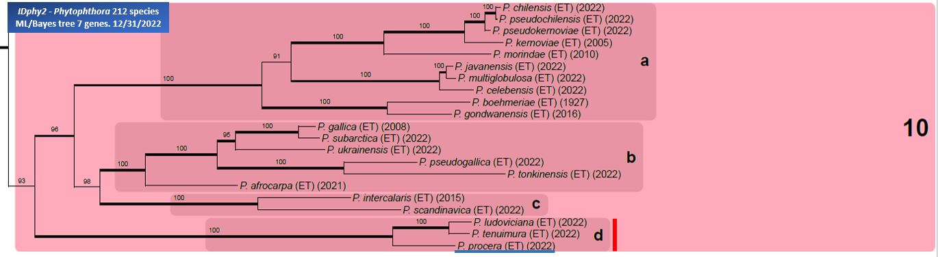    Phytophthora  spp. in subclade 10d:  portion of the seven-loci ML phylogeny featuring the type cultures of 212 described species (by T. Bourret). Notice the position of   P. procera  Ex-type CBS 149226.  Gloria Abad, USDA Samp;T.
